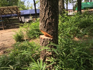 IMG_7871 2.JPG